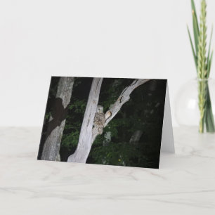 Carte de voeux de hibou barré, intérieur vide