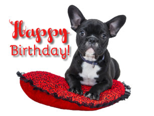 joyeux anniversaire bouledogue français Cadeaux Bouledogue Francais Joyeux Anniversaire Zazzle Fr joyeux anniversaire bouledogue français