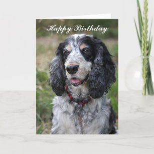 Cartes Cocker D Anniversaire Zazzle Fr