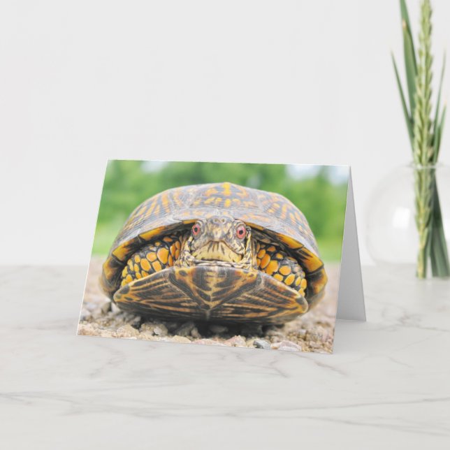 Carte de voeux de la tortue (Devant)