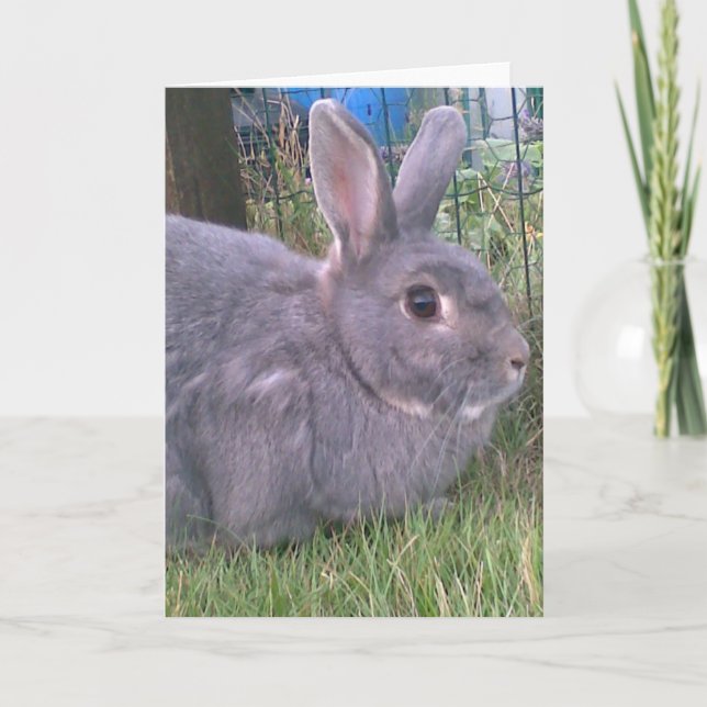Carte de voeux de lapin gris. Plage d'occasions. (Devant)