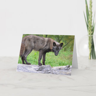 Carte de voeux de loup noir