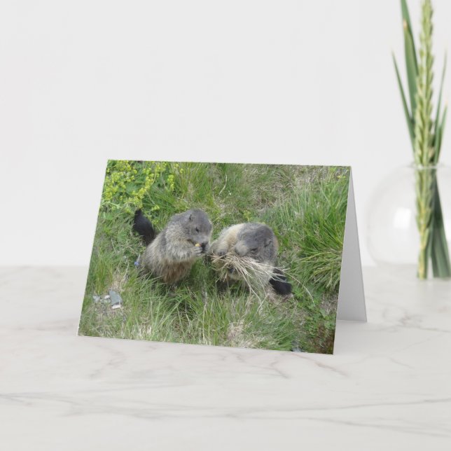 Carte de voeux de marmottes (Devant)
