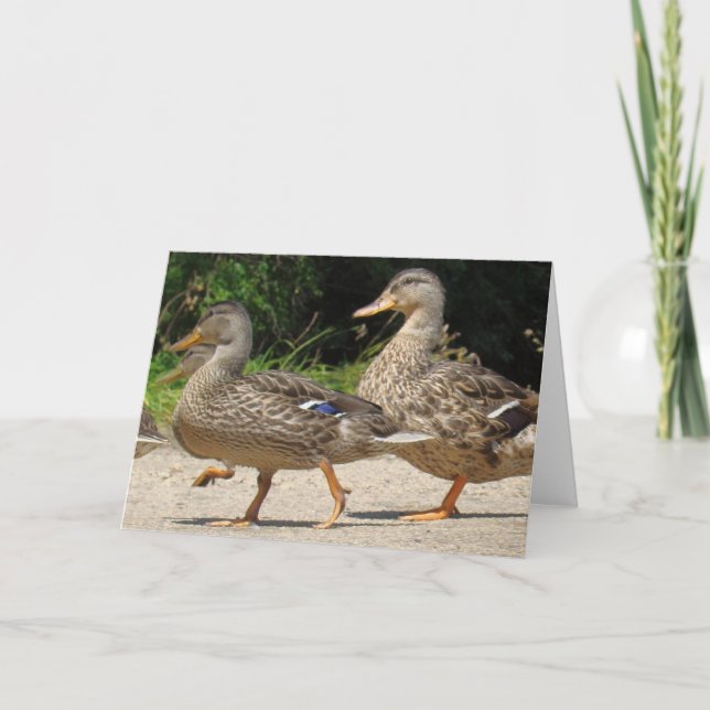 Carte de voeux de mars des Canards (Devant)