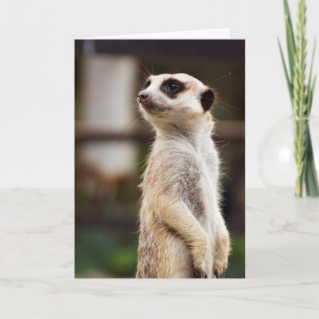 Carte de voeux de Meerkat (Devant)