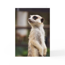 Carte de voeux de Meerkat