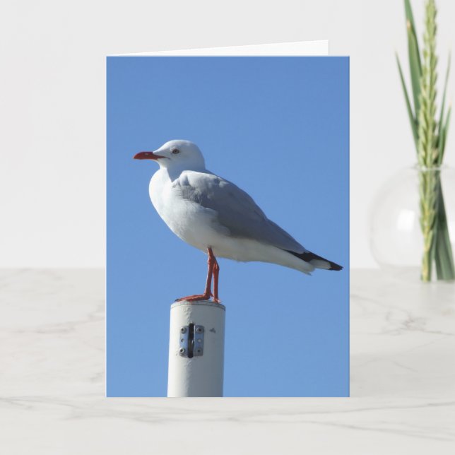 Carte de voeux de mouette (Devant)