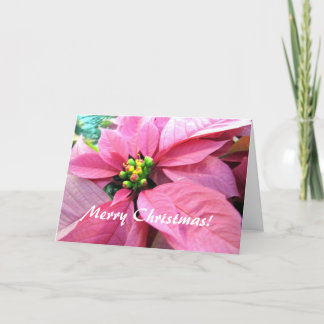 Carte de voeux de Noël de poinsettia