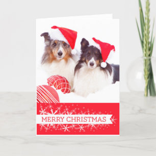 Carte de voeux de Noël Shetland Sheepdog