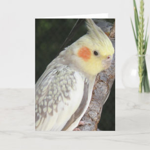 Carte de voeux de perroquet gris africain