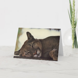 Carte de voeux de photo de faune de "sommeil