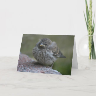 Carte de voeux de photo "de moineau de bébé"