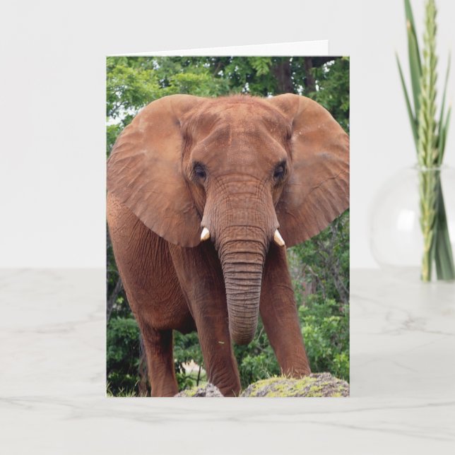 Carte de vœux de photographie d'ÉLÉPHANT (Devant)