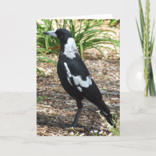 Carte de voeux de pie australienne