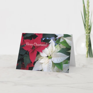 Carte de voeux de poinsettia de Noël