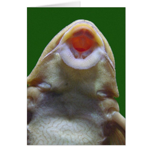Carte de voeux de poisson baiser (Devant)