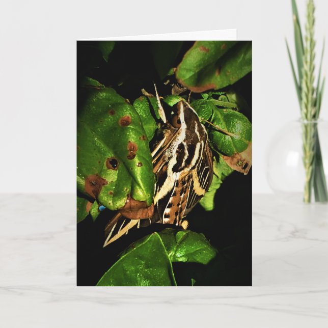 Carte de vœux de rétablissement "Basking Moth" (Devant)