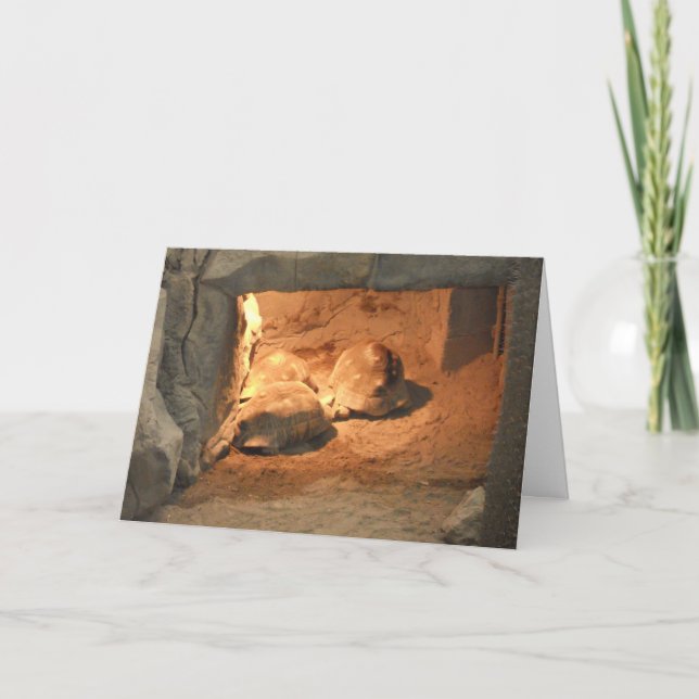 Carte de vœux de rétablissement "Tortoise Cave" (Devant)