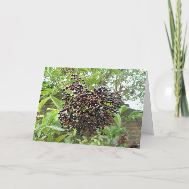 Carte de voeux de Ripening Elderberry (Devant)
