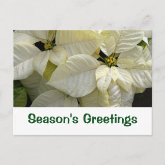 Carte de vœux de saison au poinsettia blanc