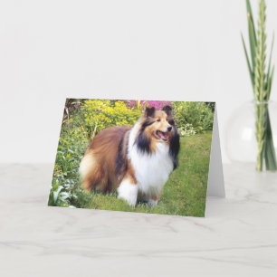 Carte de voeux de Sheltie