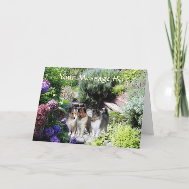 Carte de voeux de Sheltie (Devant)