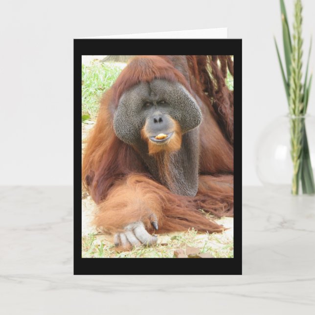 Carte de voeux de singe d'orang-outan de Pongo (Devant)