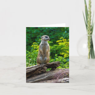 Carte de vœux de suricate
