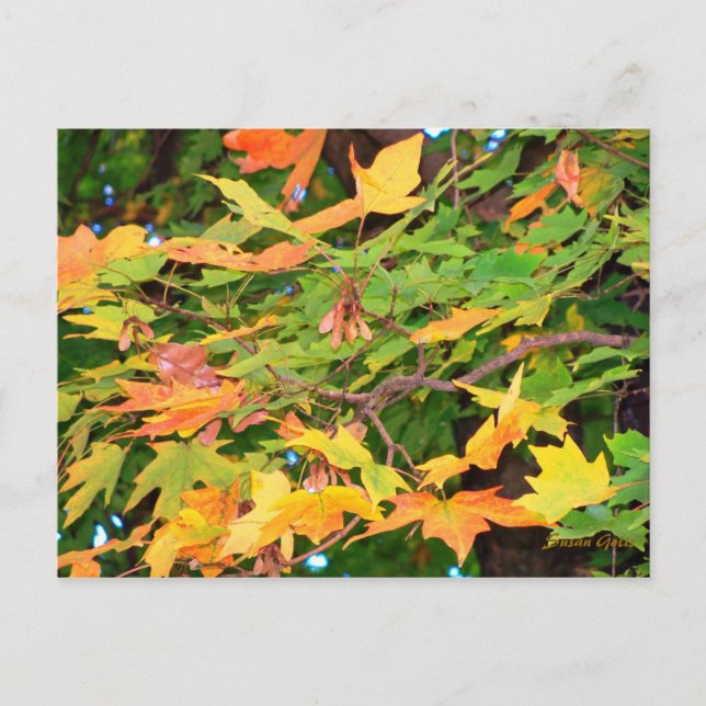 Carte de vœux de Thanksgiving Feuilles de Chêne d' (Devant)