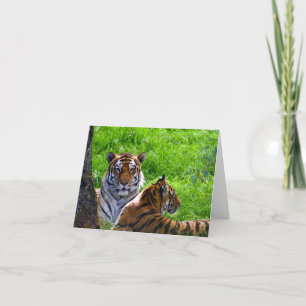 Carte de vœux de tigres de l'Amour