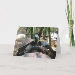 carte de voeux de tortue de bébé #2 (message à