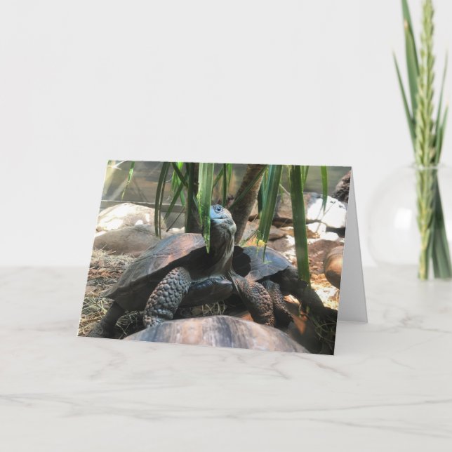 carte de voeux de tortue de bébé #2 (message à (Devant)