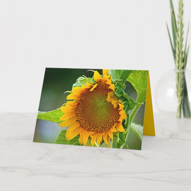 Carte de voeux de tournesol (Devant)