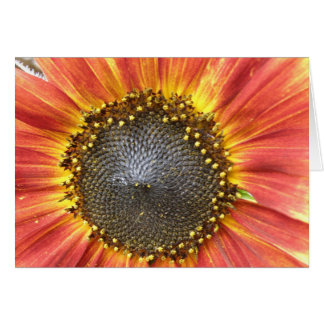 Carte de voeux de tournesol rouge et jaune