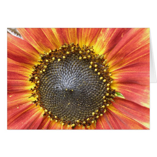 Carte de voeux de tournesol rouge et jaune (Devant horizontal)