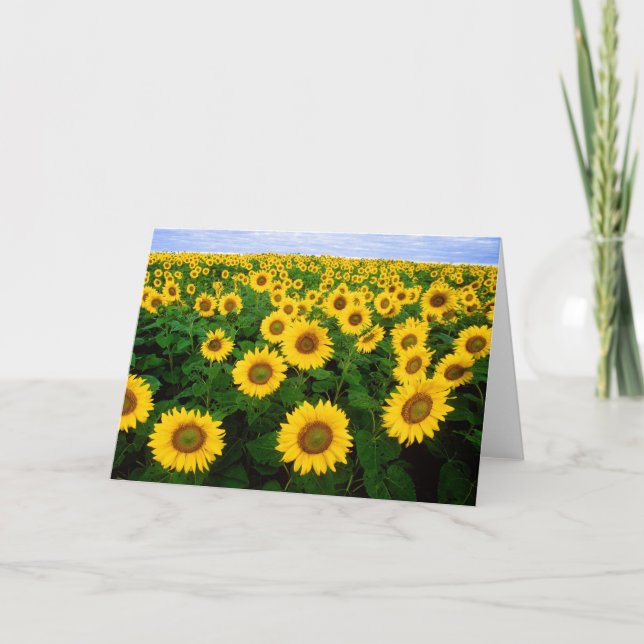 Carte de voeux de tournesols (Devant)