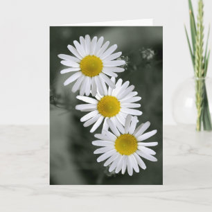 Carte de voeux de trois marguerites