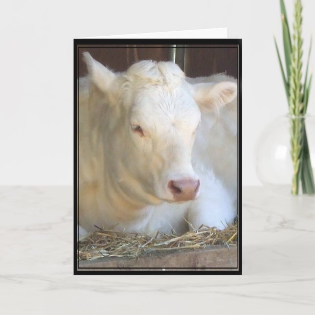Carte de voeux de vache blanche (Devant)