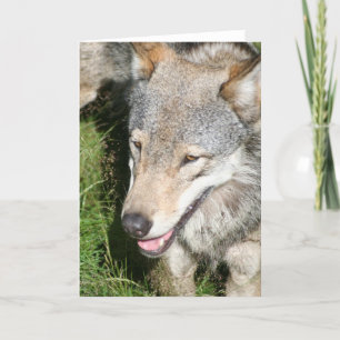 Carte de voeux de vagabondage de loup