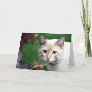Carte de voeux de visage de chat siamois