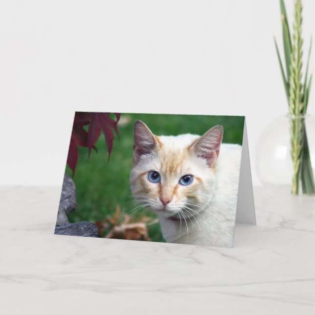 Carte de voeux de visage de chat siamois (Devant)
