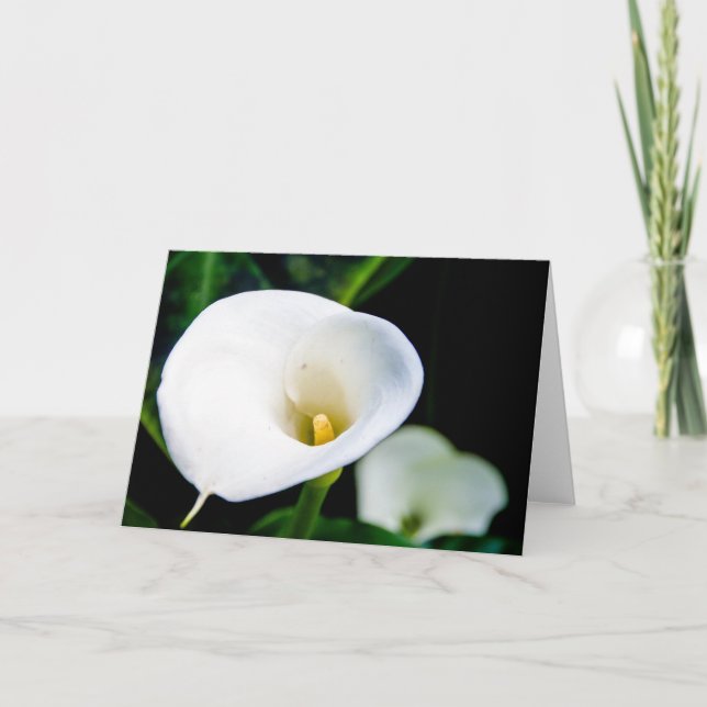 Carte de voeux de zantedeschia (Devant)