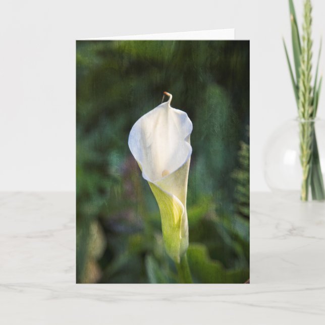 Carte de voeux de zantedeschia (Devant)