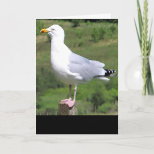 Carte de vœux debout mouette – Mouette faune