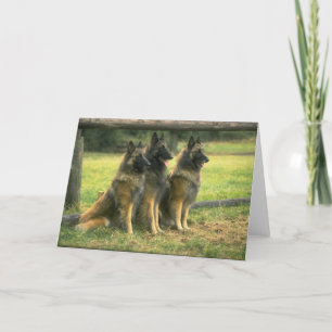 Carte de voeux des chiens bergers allemands