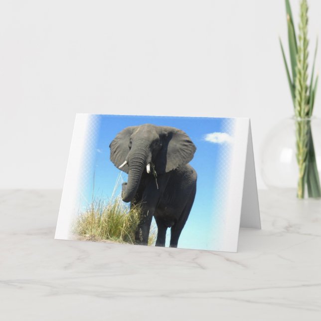 Carte de voeux des éléphants africains (Devant)