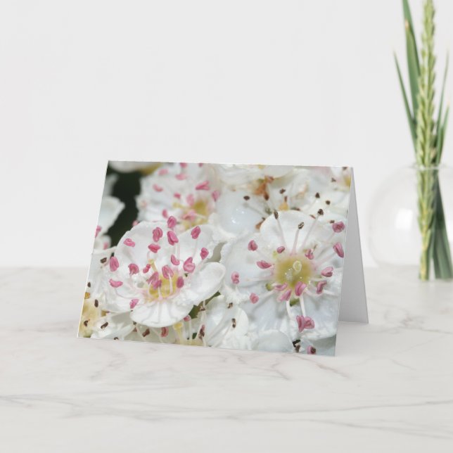 Carte de voeux des fleurs d'épines blanches (Devant)