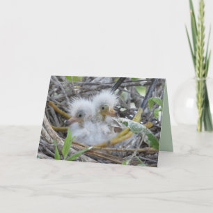 Carte de vœux des poussins de Grande Aigrette