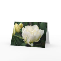 Carte de voeux des Tulipes blanches