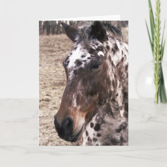 Carte de voeux d'étalons d'Appaloosa (Devant)